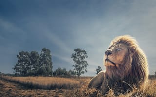 Картинка отдых, царь зверей, лев