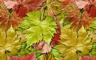 Картинка виноград, листья, осень