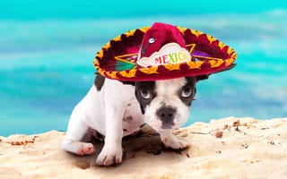 Картинка взгляд отдых Мексика, счастливый дружелюбный, сомбреро, французский бульдог, щенок, собака, beautiful, боке, лето, пляж песок океан, bulldog