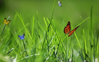 Картинка бабочки, природа, травка, весна