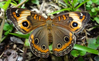 Картинка бабочка, насекомое, крылья, природа, узор, мотылек