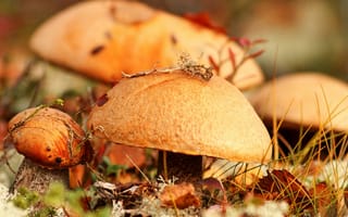 Картинка грибы, макро, осень, еда, трава, листья