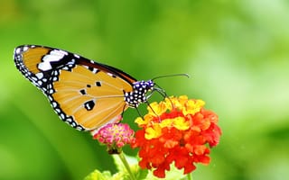 Обои бабочка, крылья, растение, насекомое, цветок, узор