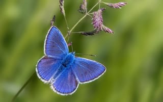 Картинка макро, Голубянка икар, травинка, бабочка