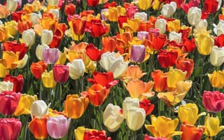Картинка тюльпаны, бутоны, разноцветные, плантация, много