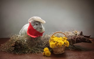 Картинка Морская Свинка, одуванчик, Животное, цветы, сено