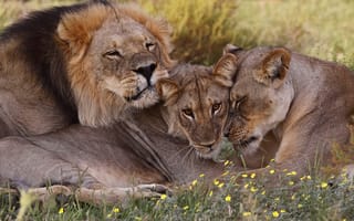 Картинка South Africa, семья, львы, дикая природа