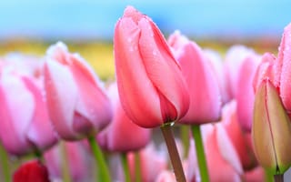 Картинка поле, небо, после дождя, капли, весна, цветы, крупный план, тюльпаны