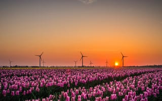 Картинка поле, небо, цветы, солнце, весна, свет, пейзаж, закат