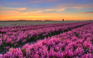 Картинка поле, небо, обработка, закат, весна, облака, пейзаж, цветы