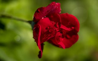 Картинка капли, макро, лепестки, зеленый, красный, цветы, розы