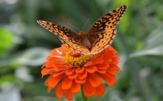 Картинка цветок, насекомое, бабочка, крылья