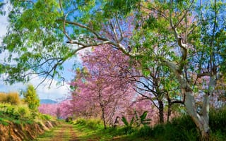 Картинка деревья, ветки, pink, nature, spring, весна, blossom, сакура, bloom, tree, sakura, park, cherry, парк, цветение