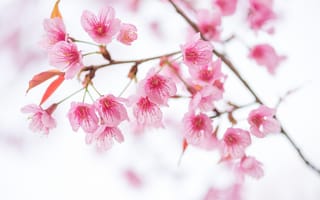 Картинка небо, сакура, весна, sakura, spring, vintag, blossom, bloom, cherry, ветки, цветение, pink