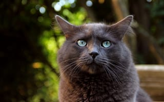 Картинка животное, зеленве глаза, взгляд, уши, кот, макро