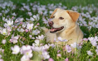 Обои цветы, морда, собака