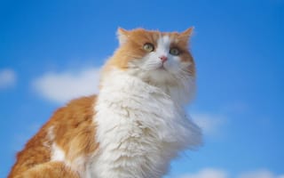 Картинка кошка, небо, пушистая, взгляд, портрет