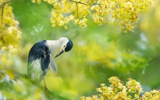 Картинка ветки, цветение, Тайвань, FuYi Chen, птица, тропики