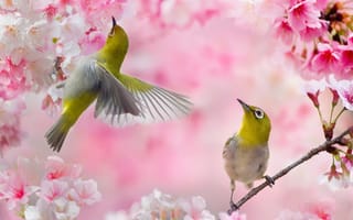 Картинка весна, белый глаз, ветки, белоглазка, пара, птицы, Тайвань, сакура, FuYi Chen