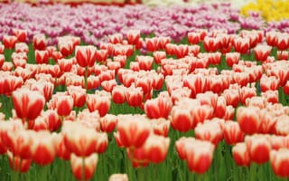 Картинка Парк, оранжевые, тюльпаны, размытость, желтые, цветы, лепестки, красные