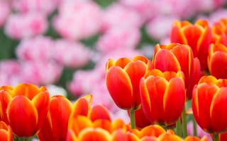 Картинка Тюльпаны, размытость, цветы, оранжевые, лепестки, розовые