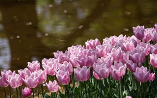 Картинка Тюльпаны, лепестки, берег, пруд, цветы, розовые, парк, блики