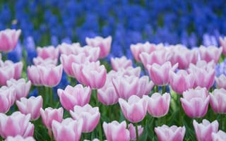 Картинка Тюльпаны, лепестки, синие, бело-розовые, цветы
