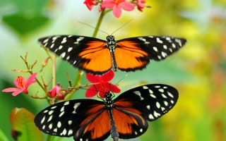 Обои бабочка, цветок, узор, мотылек, растение, крылья