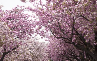 Картинка сакура, Парк, вишня, деревья, цветение