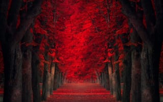 Картинка красные листья, аллея, деревья