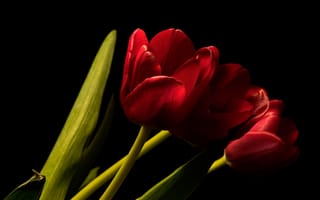 Картинка цветы, тюльпаны