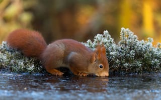 Картинка осень, вода, поза, водопой, растение, белка, мордочка
