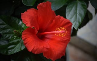 Обои Гибискус, Hibiscus, Красный цветок, Red flower