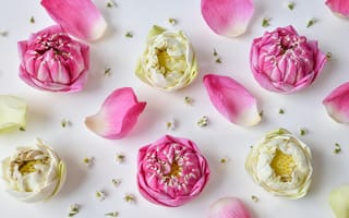 Картинка цветы, розовый, lotus, бутоны, лепестки, pink, flowers, petals, лотос