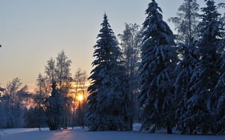 Картинка зима, лес, рассвет, усть-кут, холод