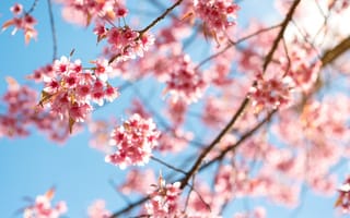 Картинка небо, pink, цветение, spring, blossom, сакура, cherry, ветки, bloom, sakura, весна