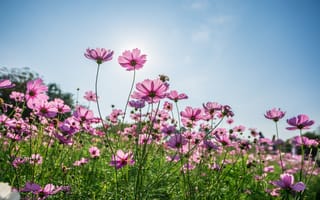 Картинка поле, лето, солнце, summer, pink, цветы, розовые, field