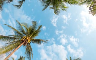 Картинка пляж, лето, sky, небо, summer, palms, tropical, paradise, beautiful, beach, пальмы
