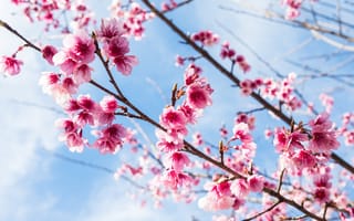 Картинка небо, ветки, весна, sakura, цветение, сакура, pink, blossom