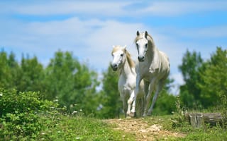 Картинка поле, небо, природа, свобода, настроение, деревья, облака, трава