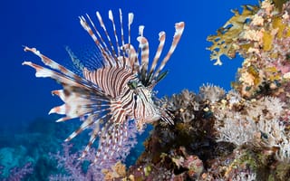 Картинка Lionfish, Крылатки, fish, рыба, под водой, море, underwater, коралл, sea, coral