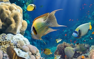 Картинка fish, море, underwater, океан, ocean, коралловый риф, sea, coral reef, под водой, рыба