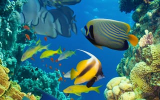 Картинка fish, рыба, коралловый риф, под водой, море, ocean, coral reef, sea, океан, underwater