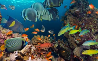 Картинка fish, coral reef, sea, море, underwater, под водой, рыба, ocean, океан, коралловый риф
