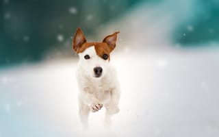 Картинка снег, собака, Джек-рассел-терьер, прогулка, пёсик