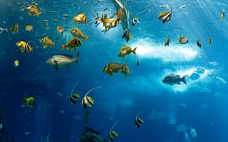 Картинка fish, рыба, sea, underwater, океан, под водой, ocean, море