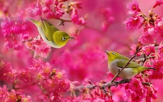 Обои Японская белоглазка, ветки, малиновые, цветы, дерево, цветение, пара, птички