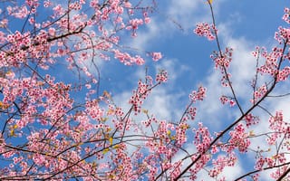 Картинка весна, spring, sakura, ветки, blossom, cherry, pink, bloom, сакура, цветение, небо