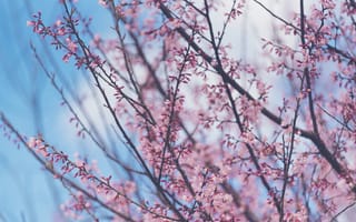 Картинка небо, ветки, sakura, blossom, сакура, spring, pink, весна, bloom, цветение, cherry