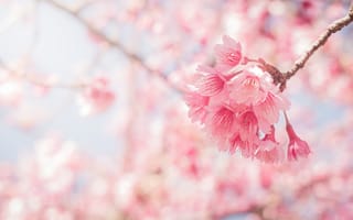 Картинка небо, ветки, cherry, pink, bloom, сакура, blossom, spring, цветение, весна, sakura